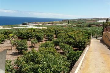 Terre agricole à vendre Buenavista Del Norte