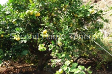 Finca Buenavista - Anbau einer großen Vielfalt von Früchten